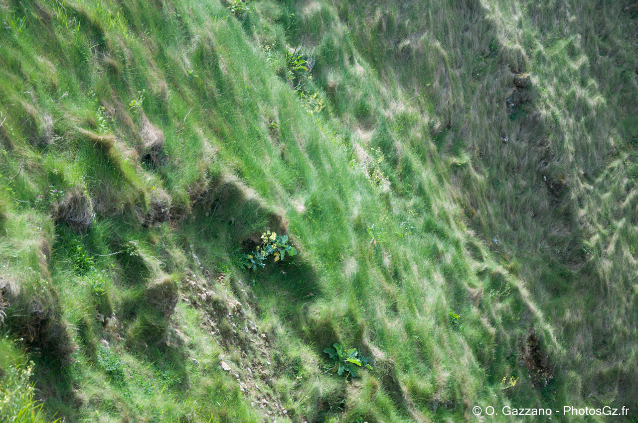 Herbes sur les falaises d